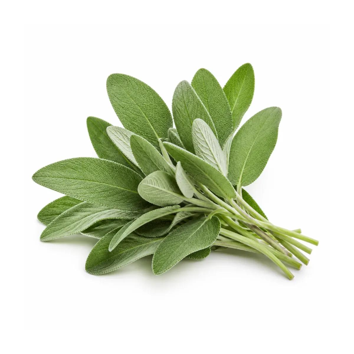 Fresh Sage
