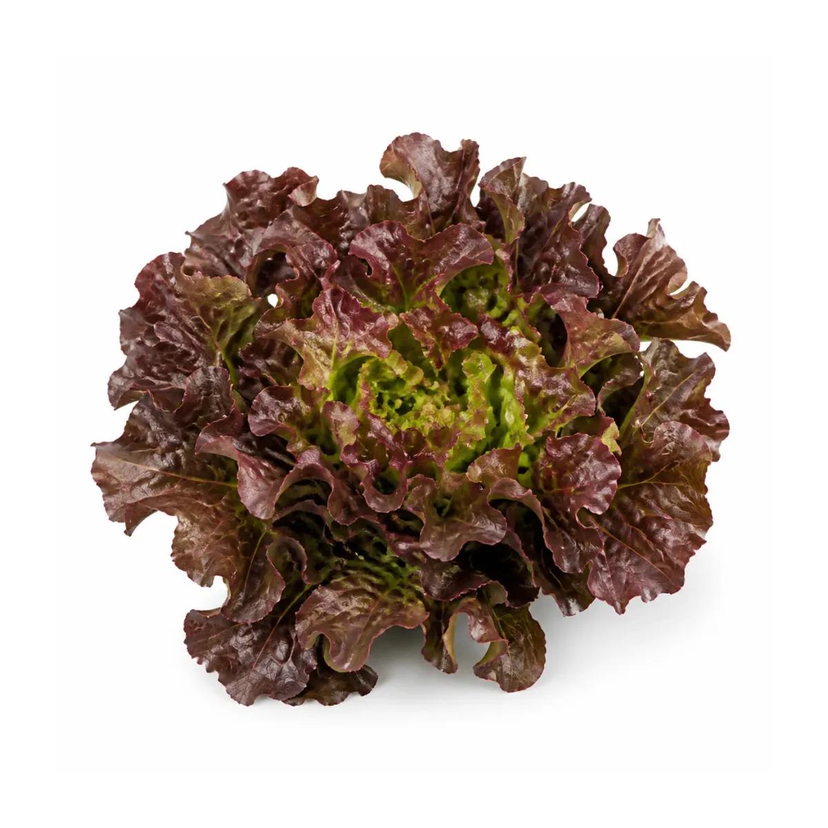 Red Oak Lettuce