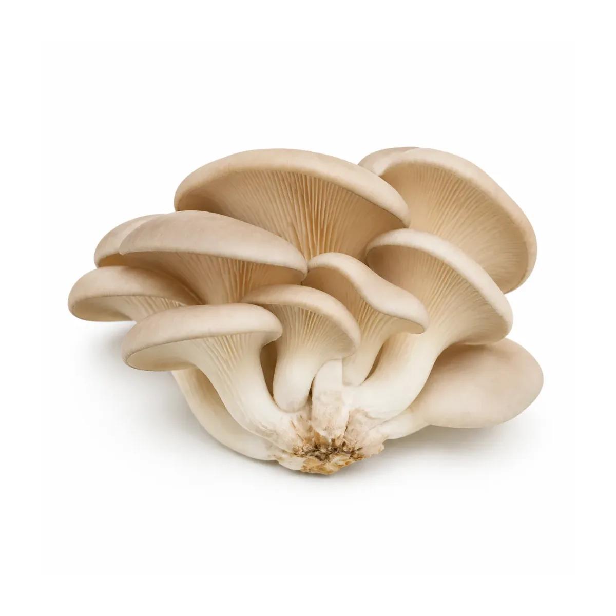 Oyster Mushrooms