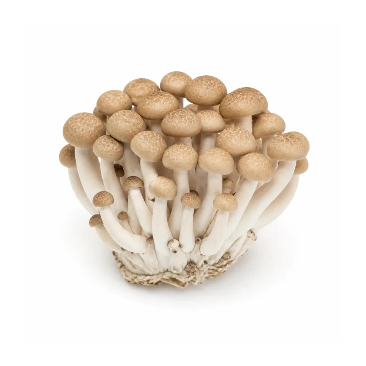 Shimeji Mushrooms