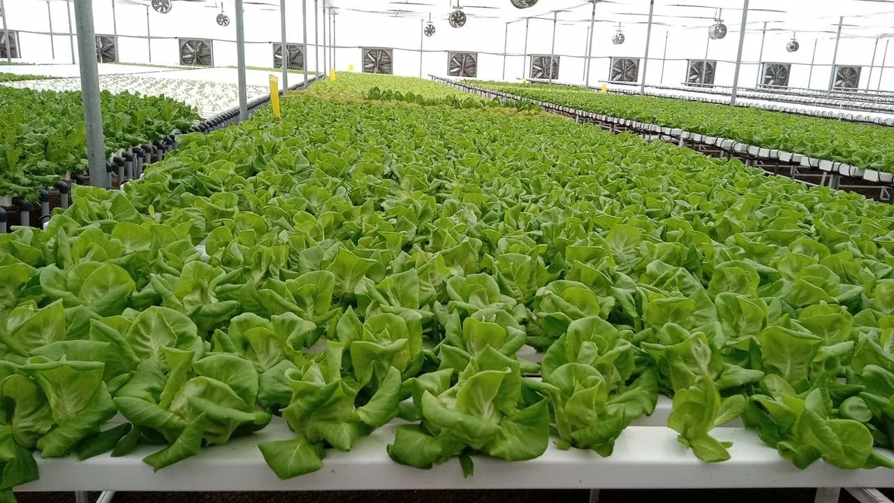 Fresh hydroponic vegetables growing at Urban Farmers' Mumbai farm
