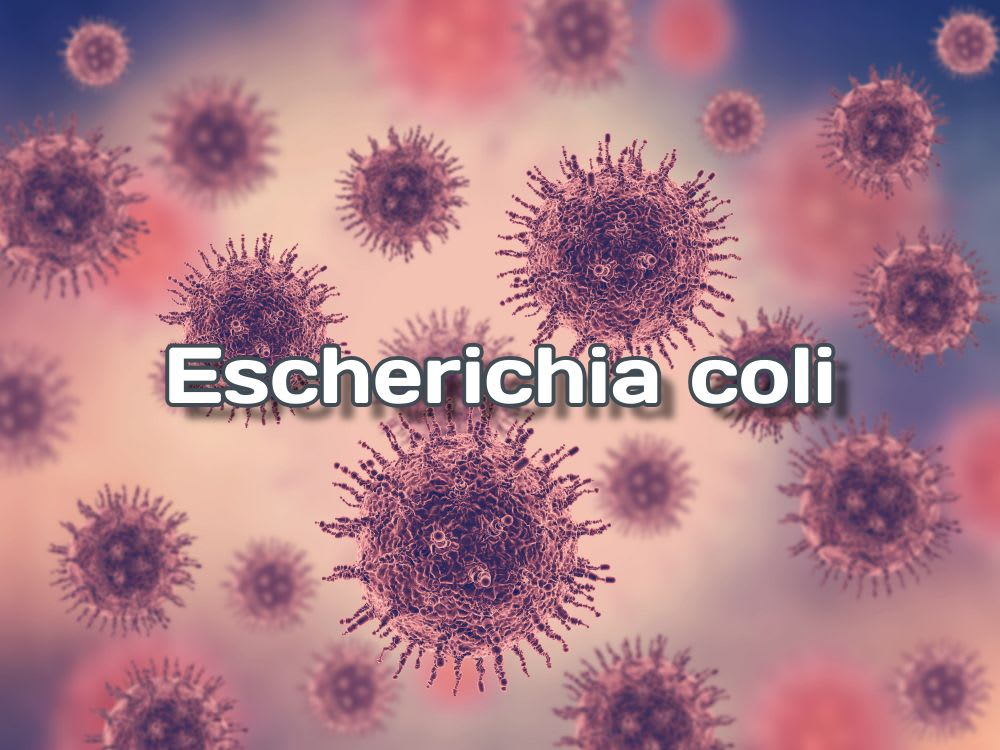 Escherichia coli: bakterija koja izaziva kontroverze u svetu mikrobiologije