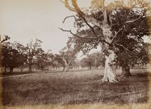 Hamilton Palace album of photographs by Thomas Annan before 1882, 221160/1 : Album 4 Number 18