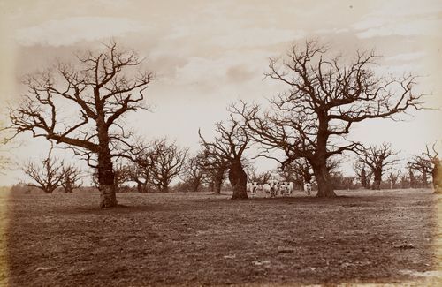 Hamilton Palace album of photographs by Thomas Annan before 1882, 221160/1 : Album 4 Number 19