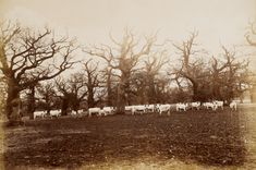 Hamilton Palace album of photographs by Thomas Annan before 1882, 221160/1 : Album 4 Number 20