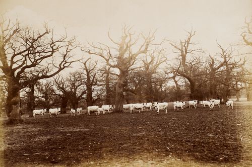 Hamilton Palace album of photographs by Thomas Annan before 1882, 221160/1 : Album 4 Number 20