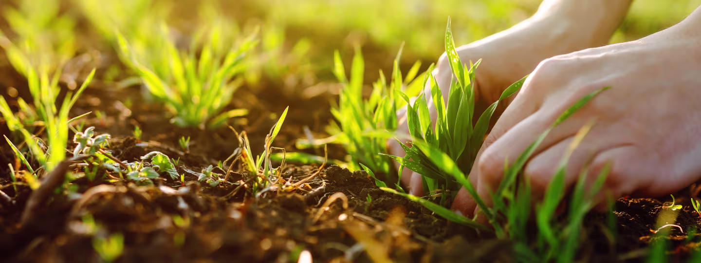 Sustainability / Regenerative wheat