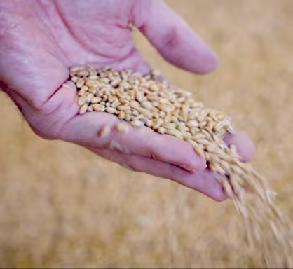 35,000 tons of wheat for more sustainable tortillas 
