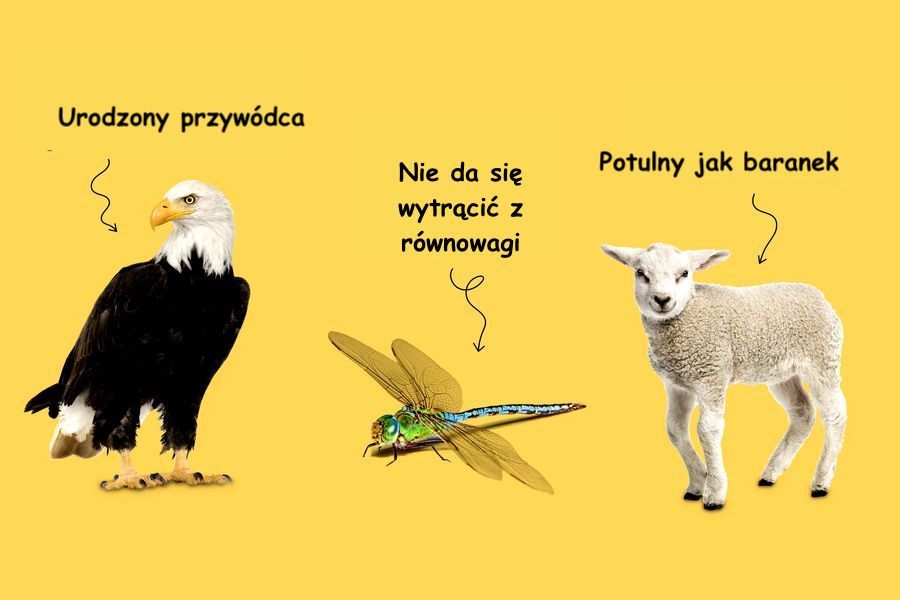 HRroskop, czyli korporacyjne znaki zodiaku. Sprawdź, spod jakiego znaku powinni być według Ciebie najlepsi kandydaci do pracy.