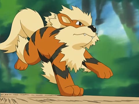 Pokemon Go Super Effective Files Arcanine Spotlight