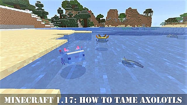 Minecraft 1 17 How To Tame Axolotls In Caves And Cliffs Minecraft