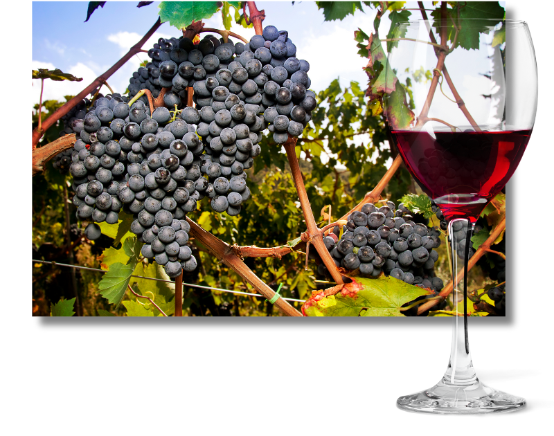 Sangiovese Wine