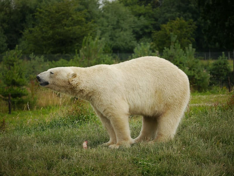 Yorkshire Wildlife Park