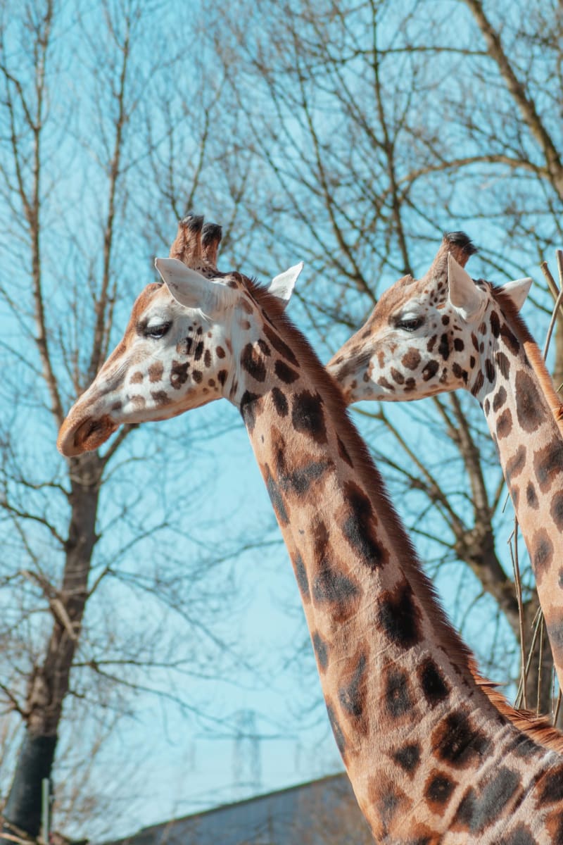 Chester Zoo