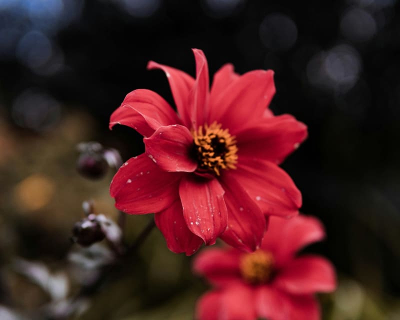 RHS Garden Rosemoor