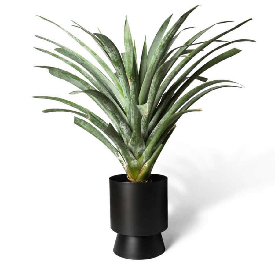 Large Palm Springs Planter Pots and Planters Lightly Loam WA