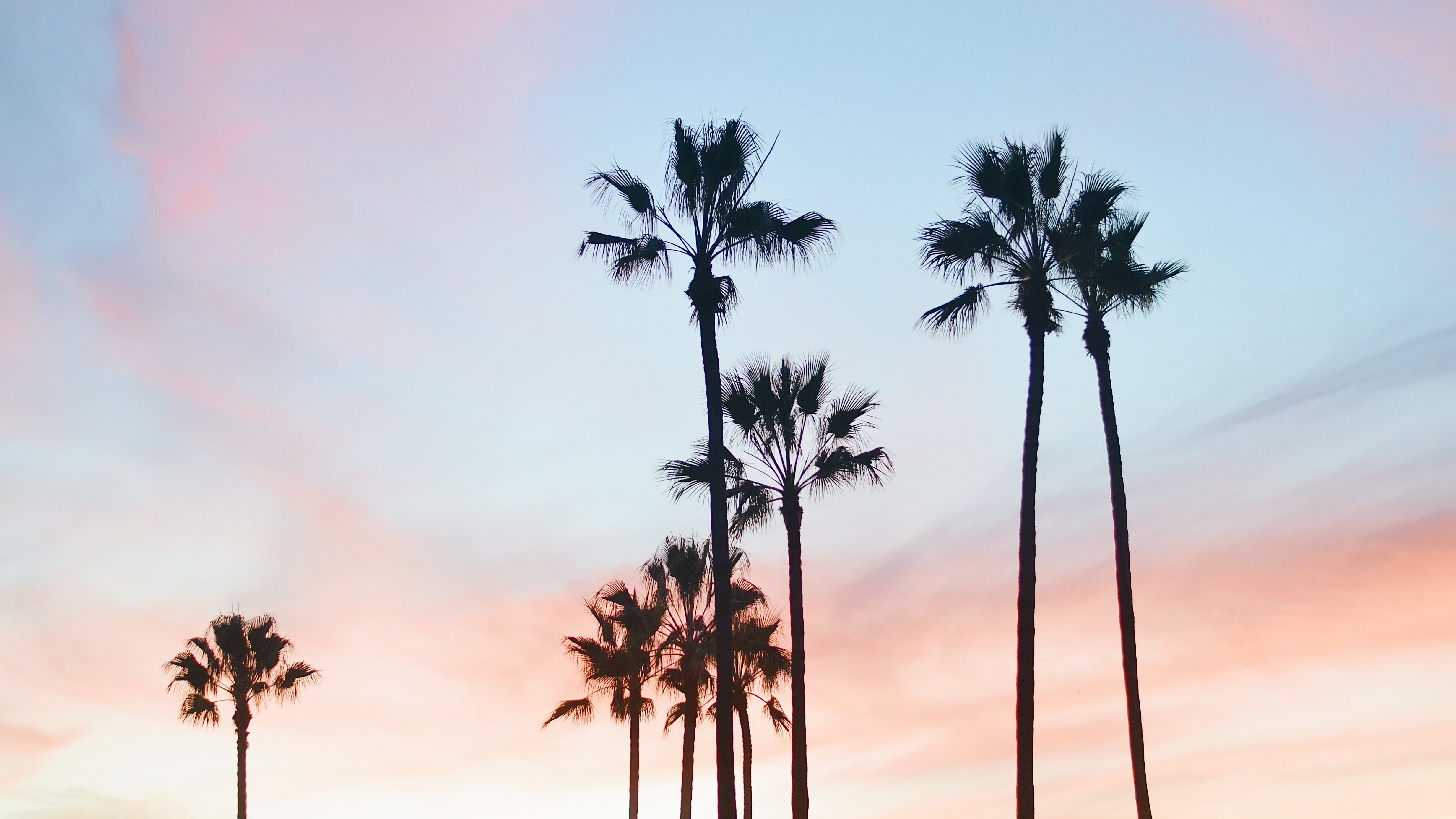 palm trees with a pink sky as the backdrop.