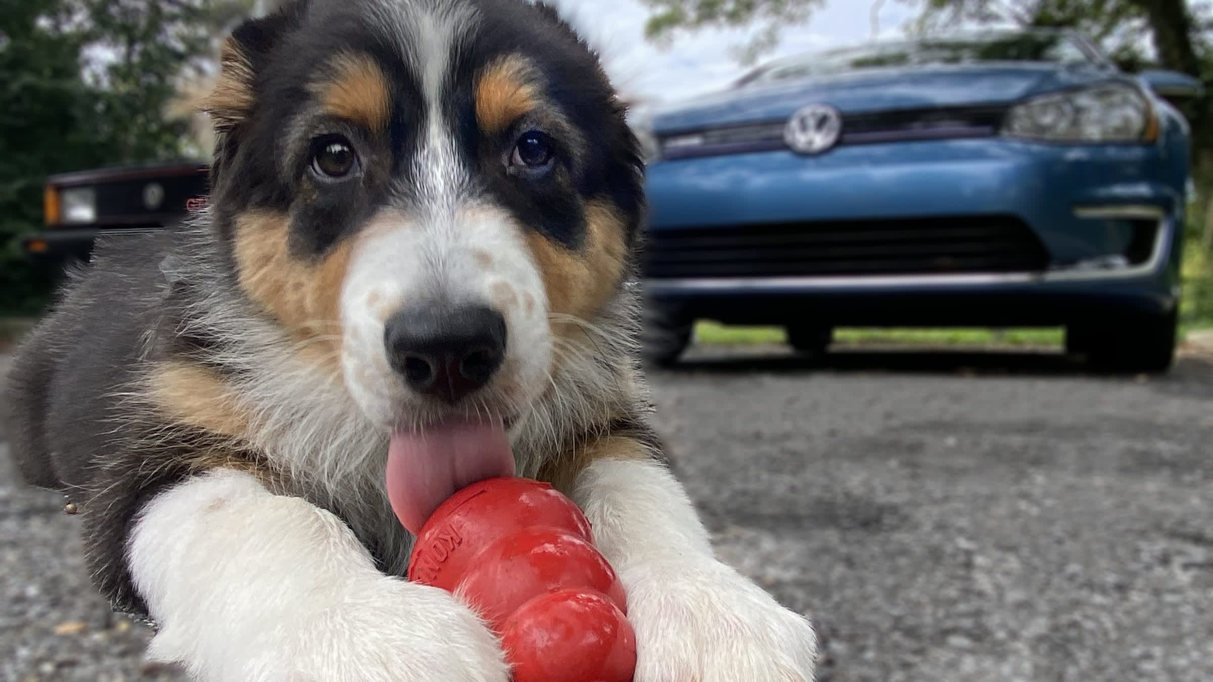 a cute puppy chewing on a red KONG chew-toy, inspired by a car-part.