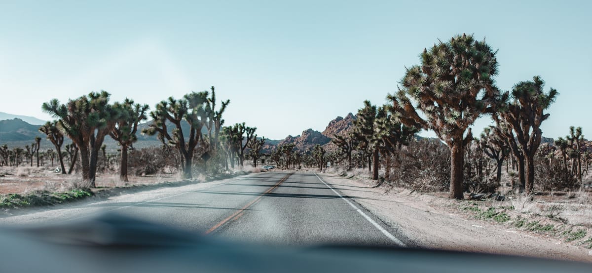 Joshua Tree National Park - a national park near Los Angeles. A two-lane road with Joshua trees on both sides.