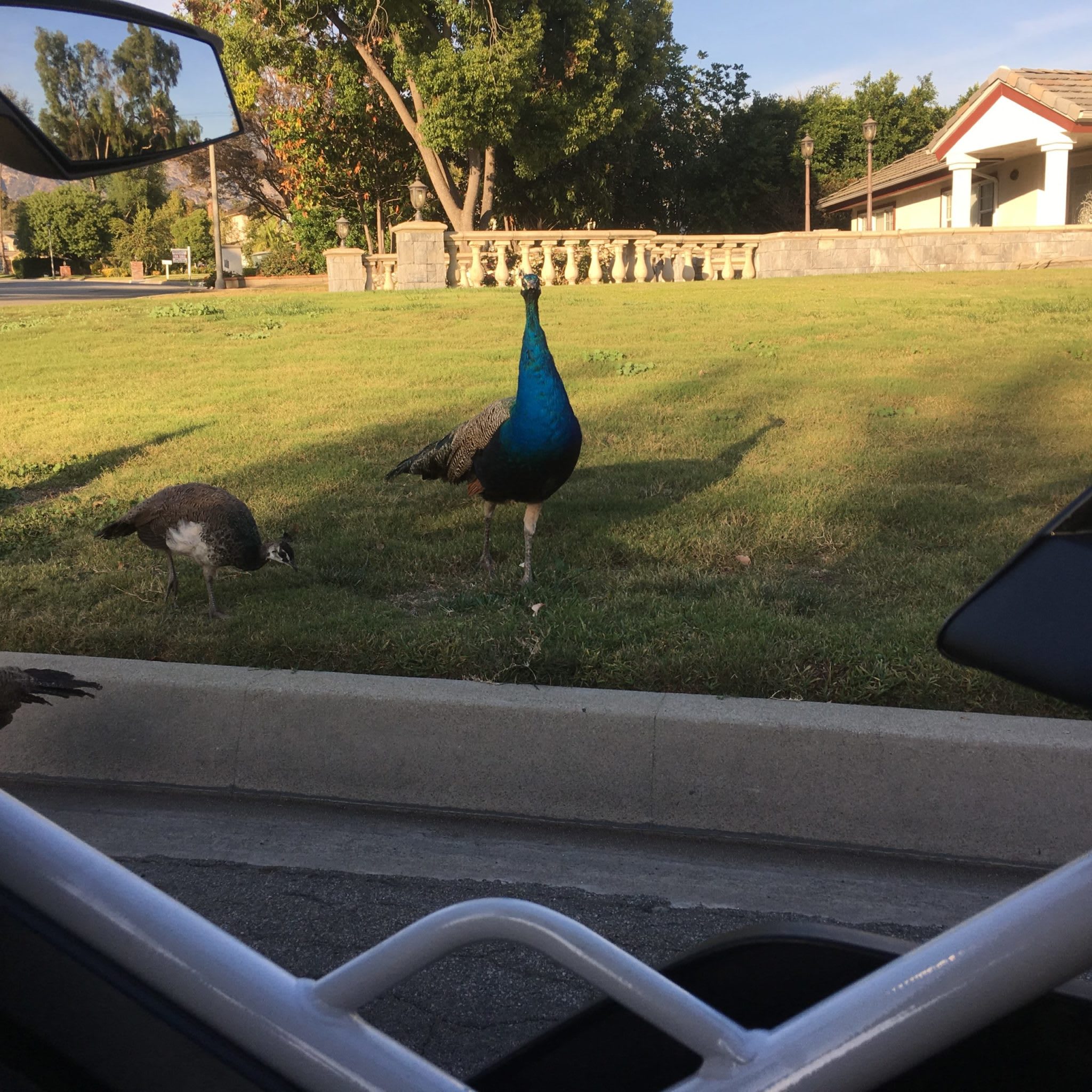 Peacocks looking at the Polaris Slingshot Grand Touring