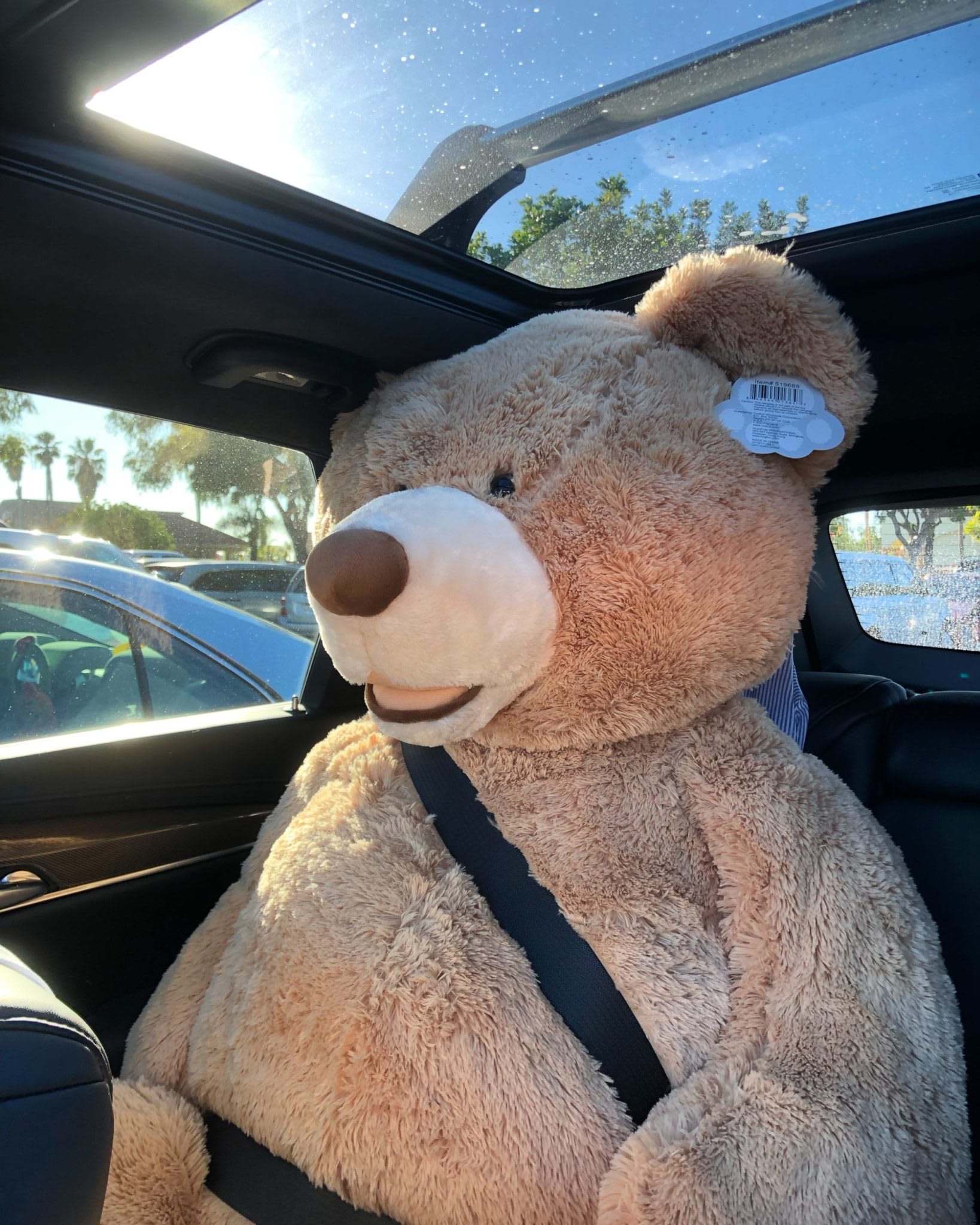 a very large stuffed animal - Ted E. Bear - sitting inte back seat
