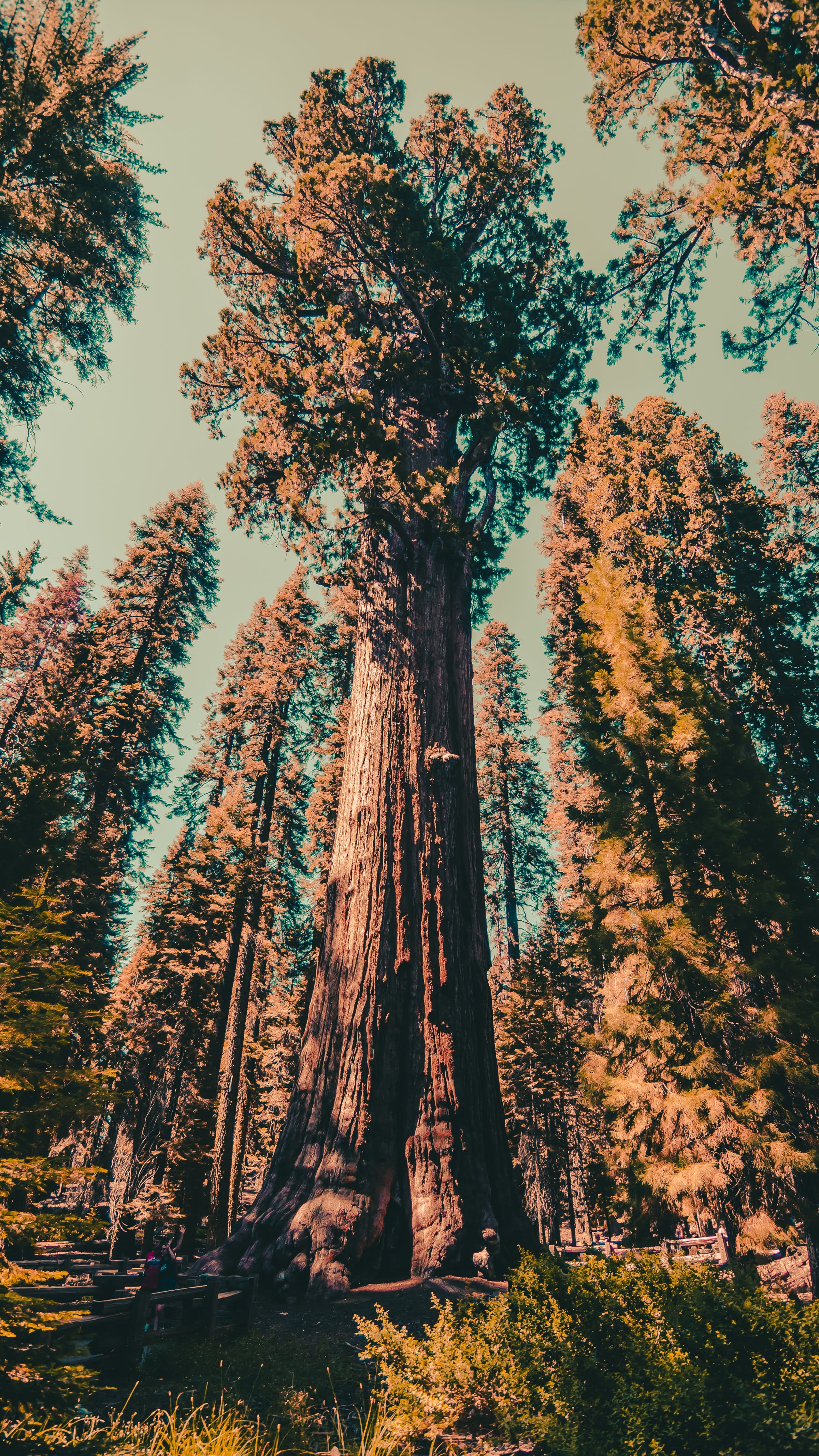 General Sherman at Sequoia National Park - a national park near Los Angeles.