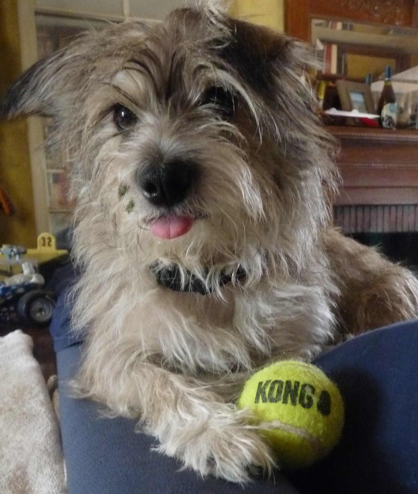 Dash Stokes, the contributor Doug Stokes' dog.