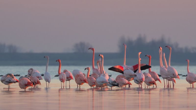 Розовые фламинго в Зеландии 🦩 А ещё море, замки, вино, устрицы