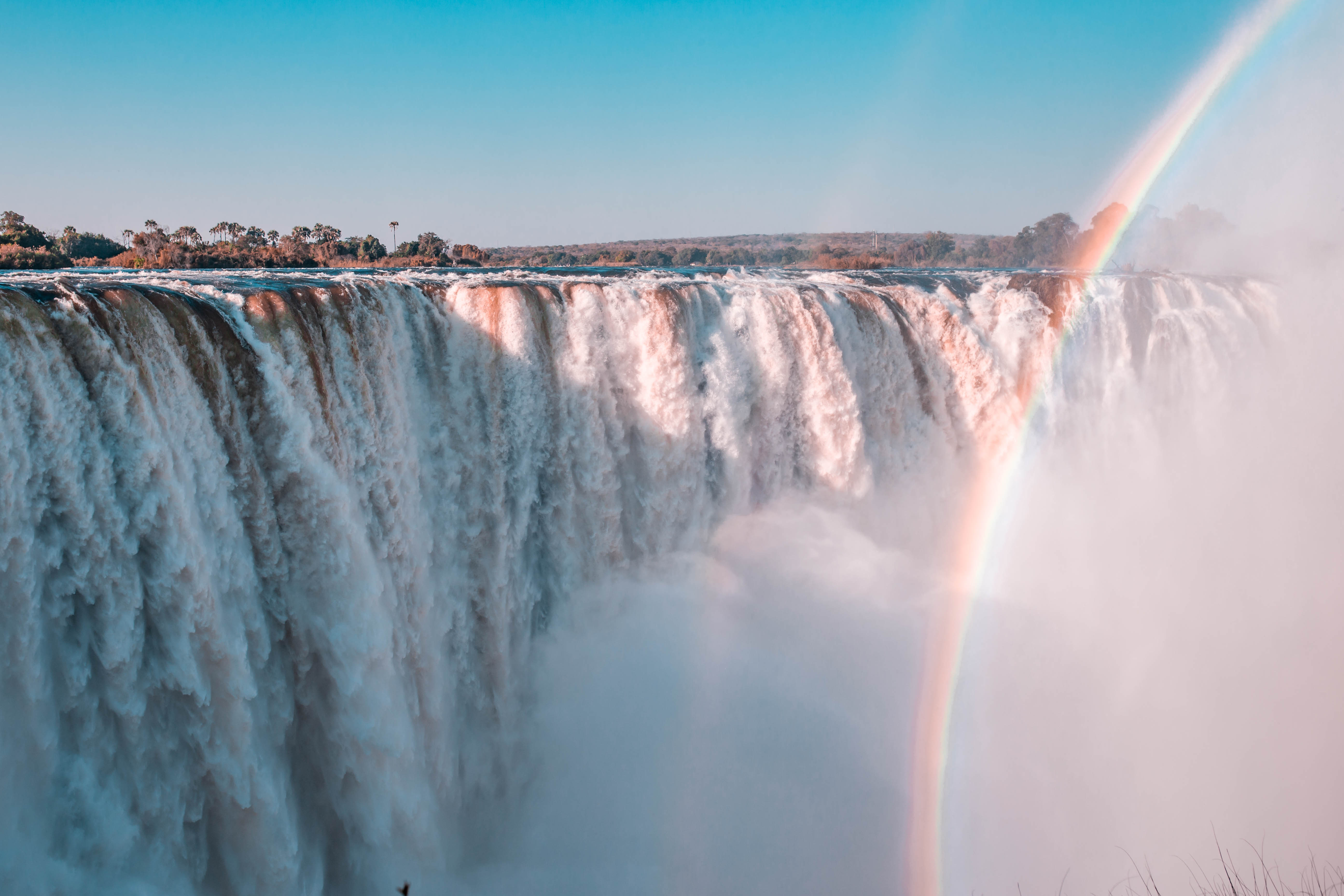 Бегония водопад виктория фото