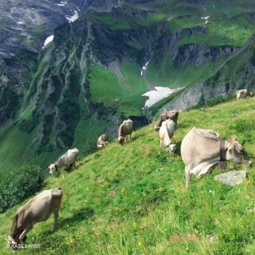 cows in the Alps