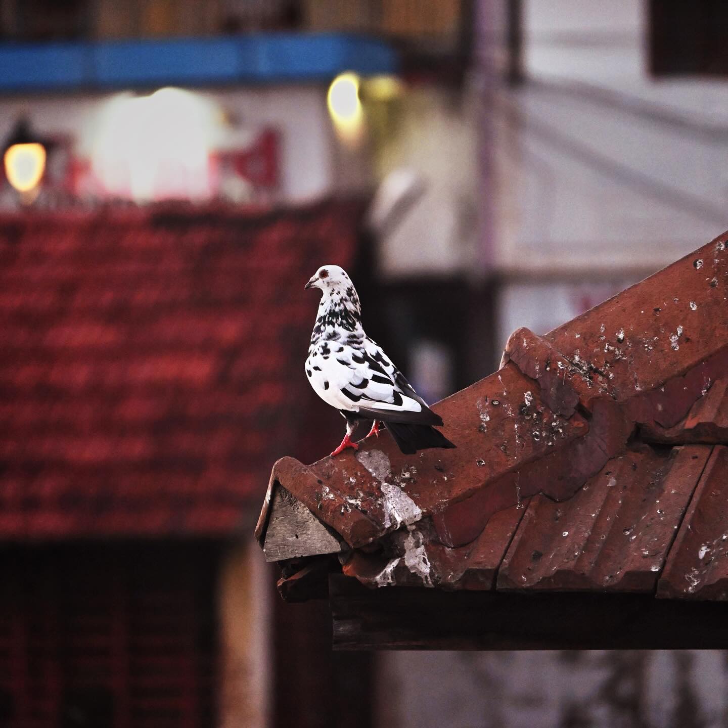 The Everyday Messenger