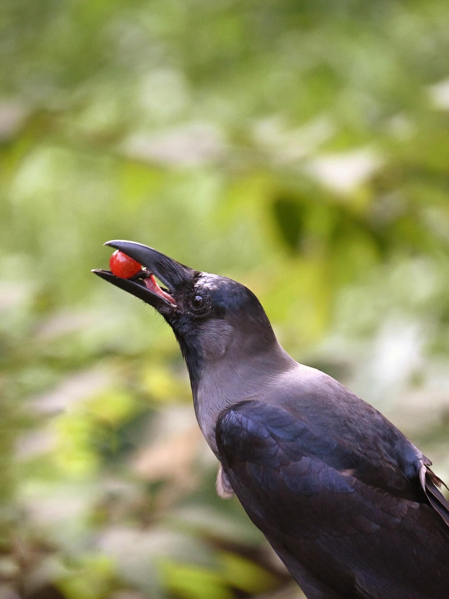 Small Feast, Sharp Eyes