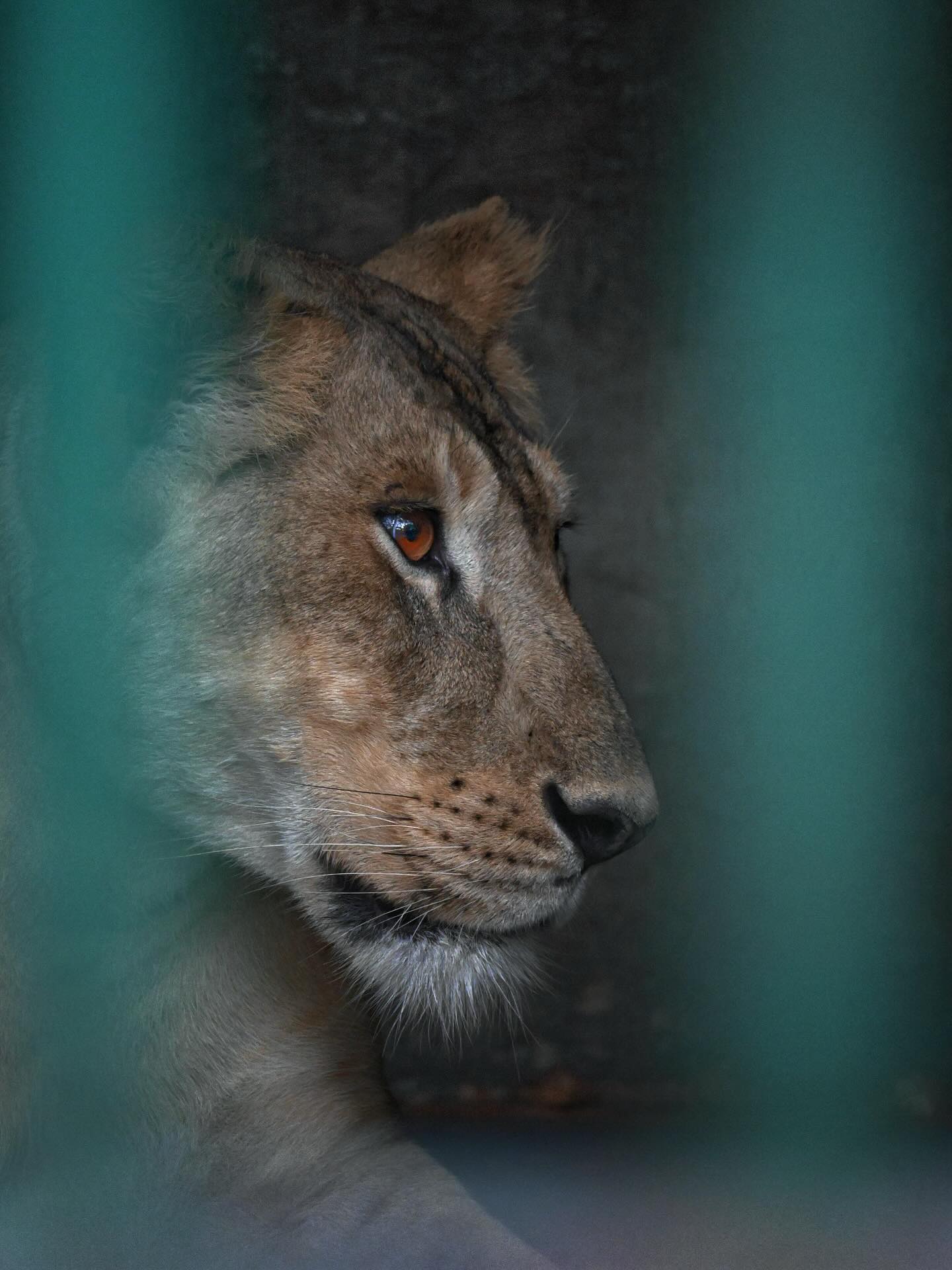 Wild Eyes Behind Steel