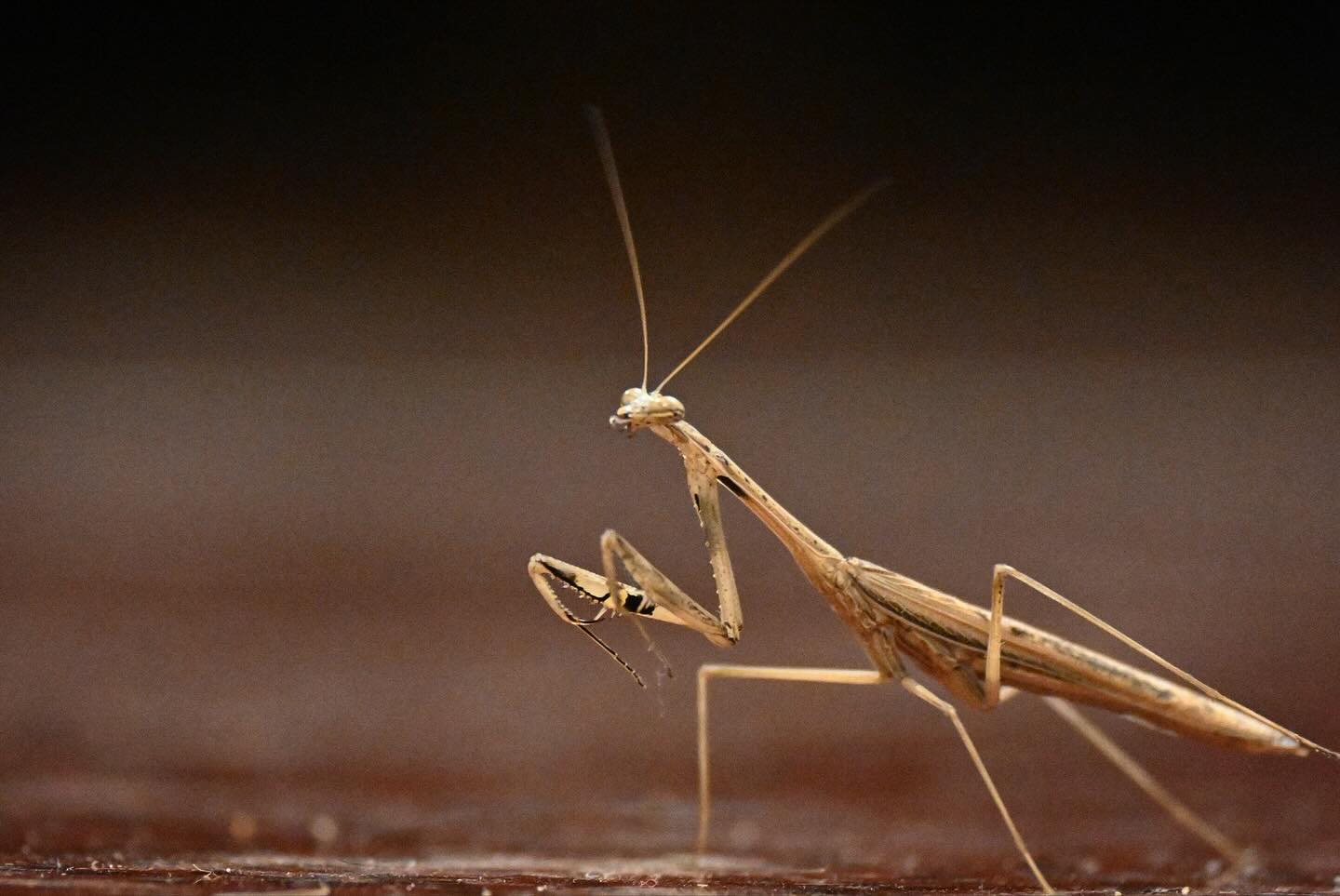 The Stillness Before the Leap