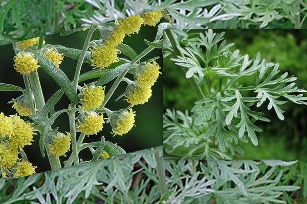 Fotogalerija - Natura Antunović