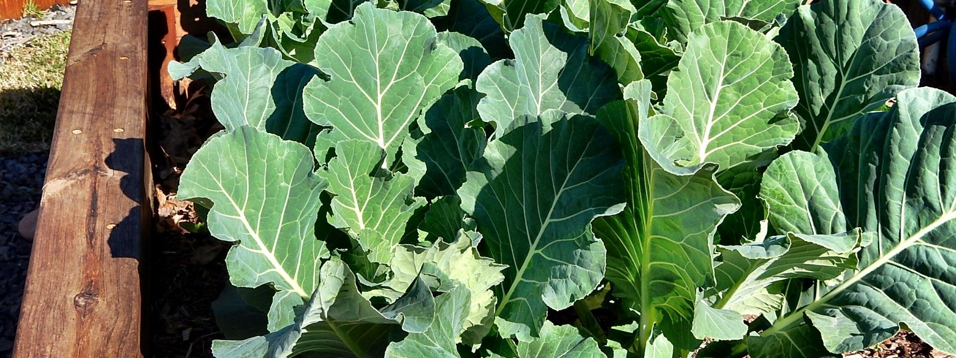 Raštika lokalnih proizvođača na području RH.