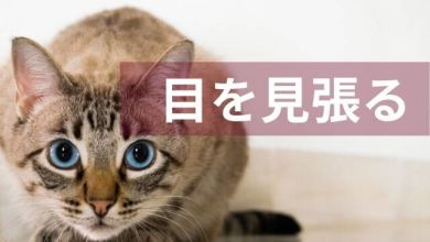 Photo of 目を見張る – Quán dụng ngữ tiếng Nhật