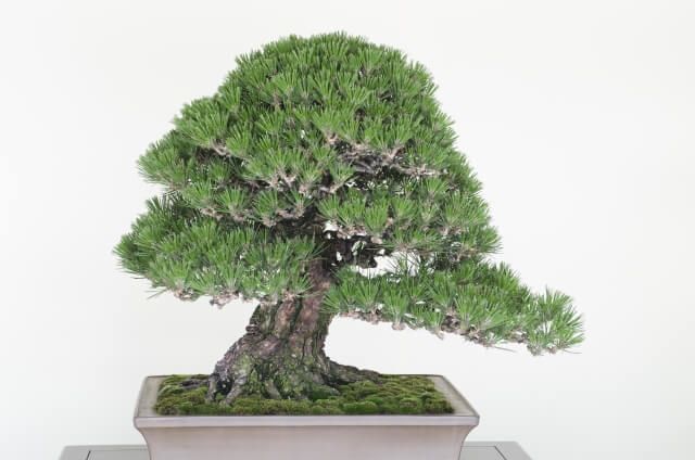 bonsai Nhật Bản
