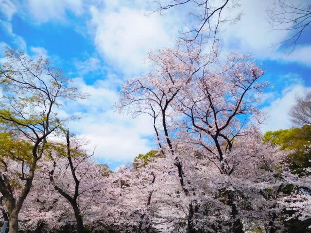 Địa điểm ngắm hoa anh đào tuyệt đẹp ở Tokyo – Công viên Ueno Onshi Kōen｜Kênh  du lịch LocoBee