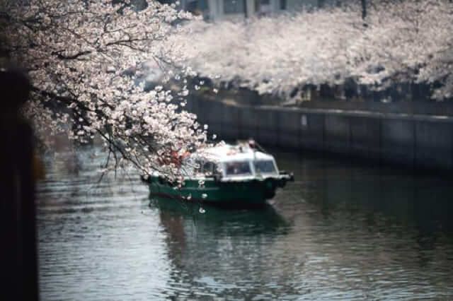 trải nghiệm mùa xuân Nhật Bản