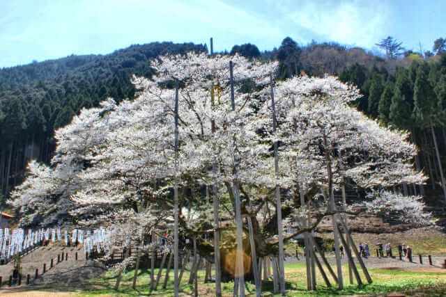 Usuzumi Zakura