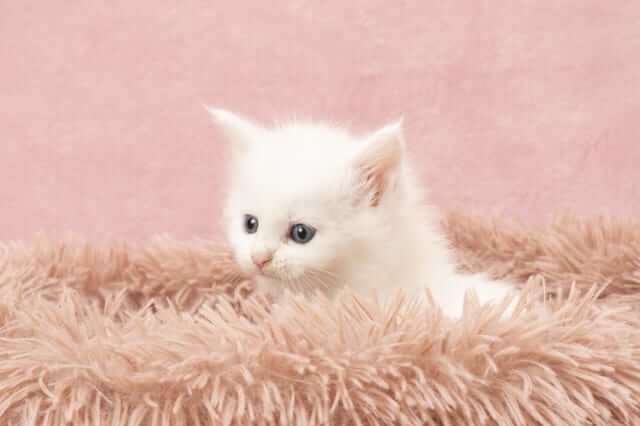 可愛い Va 可愛らしい Khac Nhau Như Thế Nao Kenh Du Lịch Locobee 可愛い Va 可愛らしい Khac Nhau Như Thế Nao Kenh Du Lịch Locobee