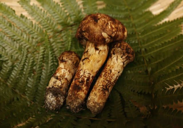 nấm matsutake