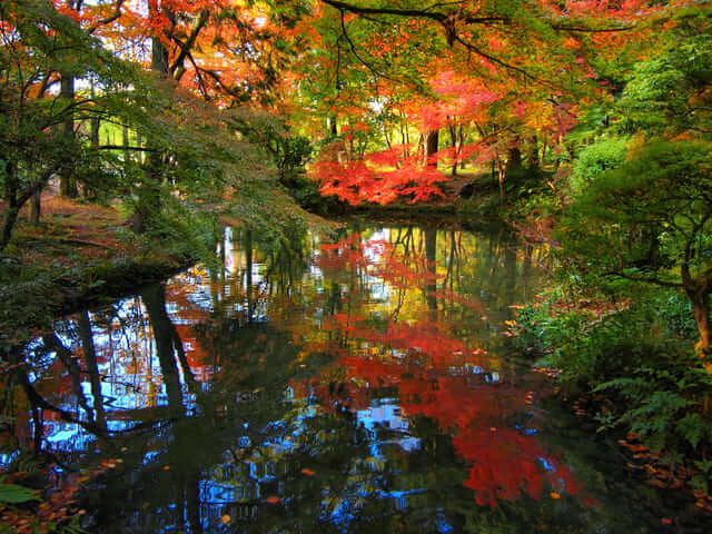 mùa lá đỏ nhật bản Vườn bách thảo Kyoto