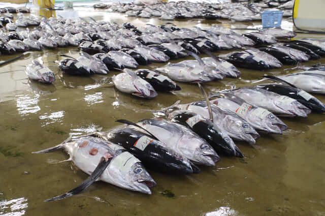 đấu giá cá ngừ