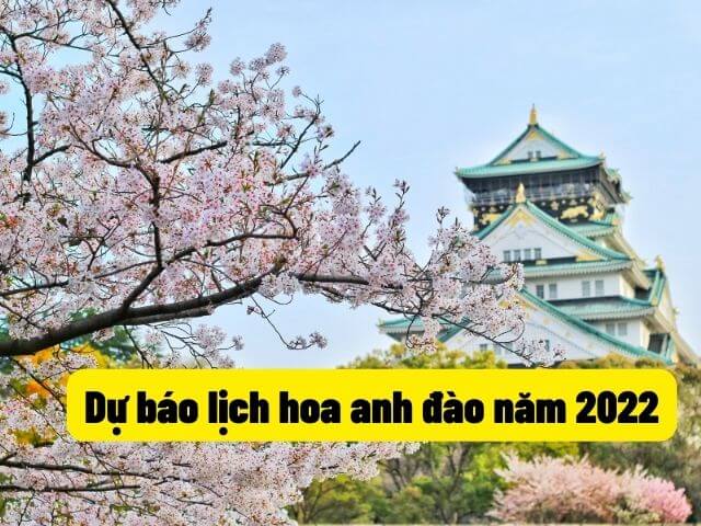 o lịch hoa anh đào nở trên toàn nước Nhật năm 2022