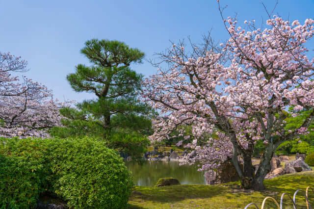 điểm ngắm hoa anh đào ở Kyoto thành Nijo 