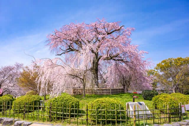 điểm ngắm hoa anh đào ở Kyoto Công viên Maruyama