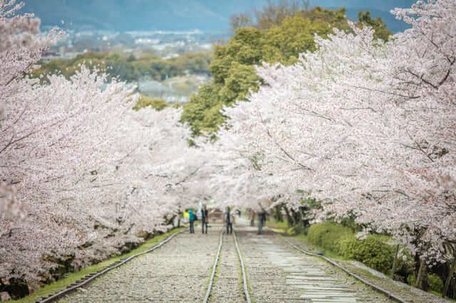 điểm ngắm hoa anh đào ở Kyoto