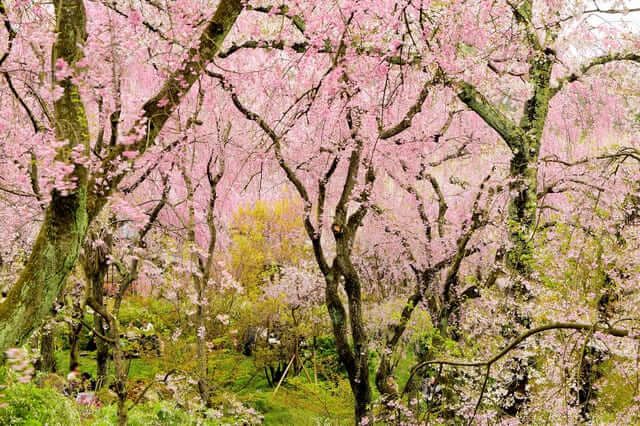 điểm ngắm hoa anh đào ở Kyoto Vườn Haradani-en